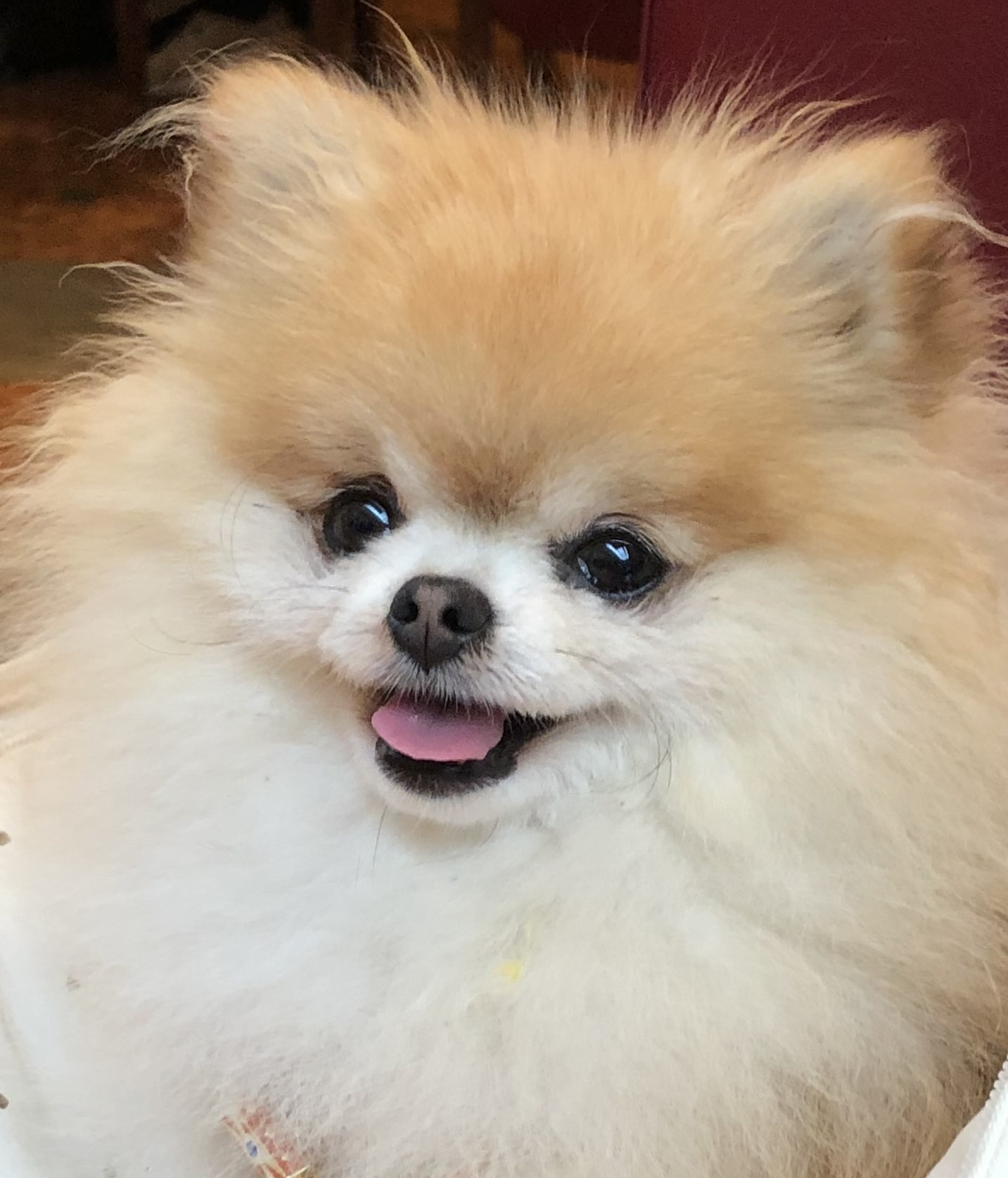 plumethepom