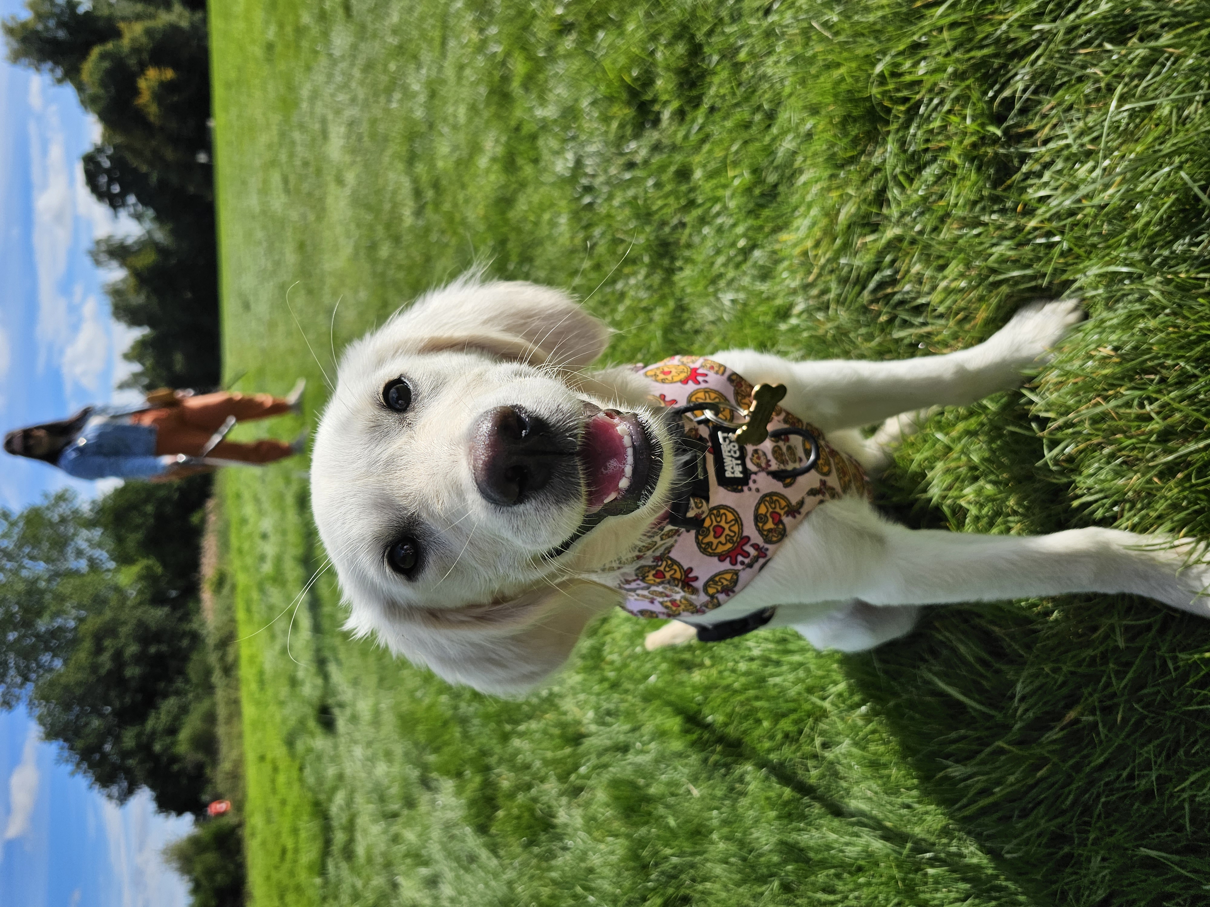 Bonnie_the.golden.retriever