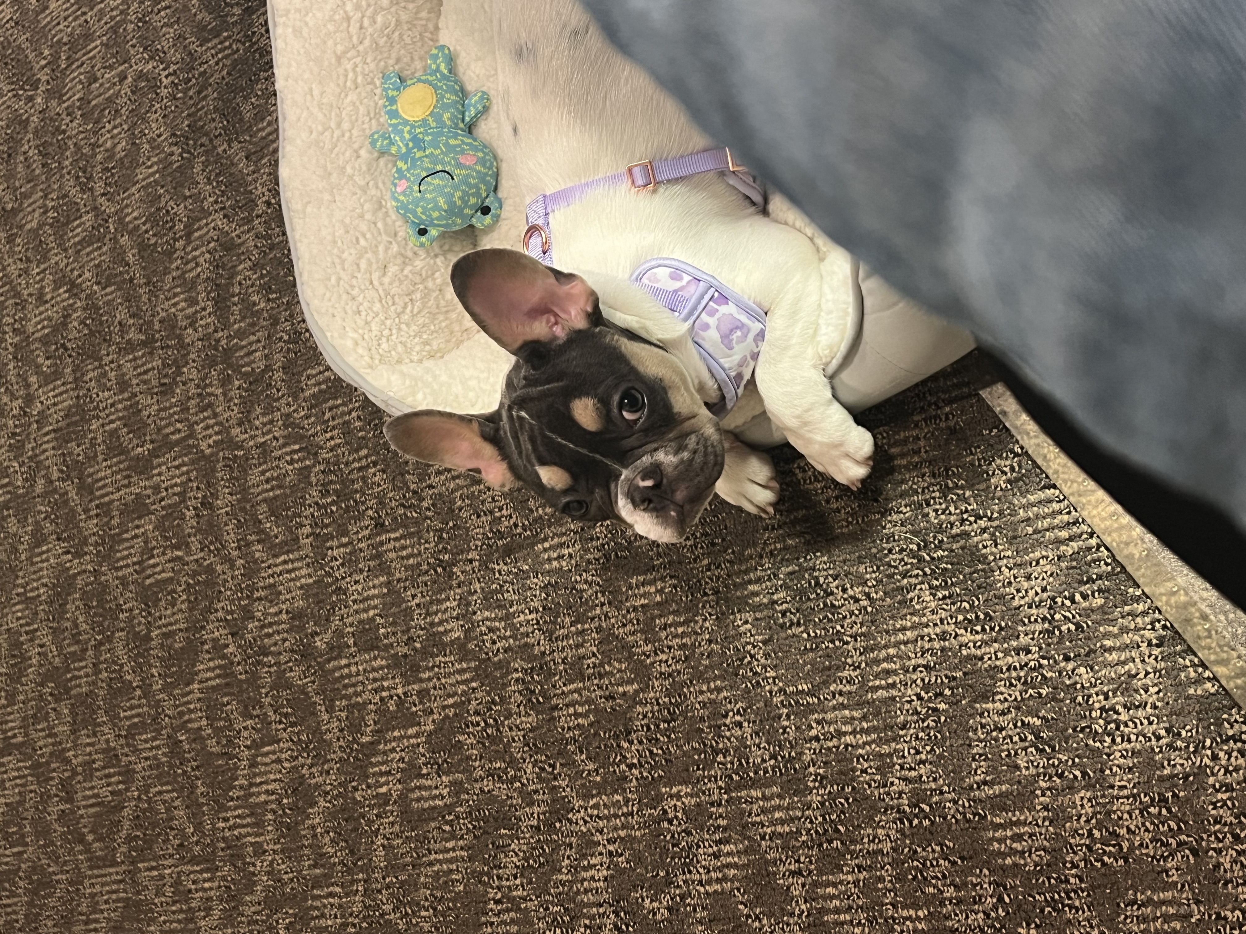 Bellie_thefrenchie
