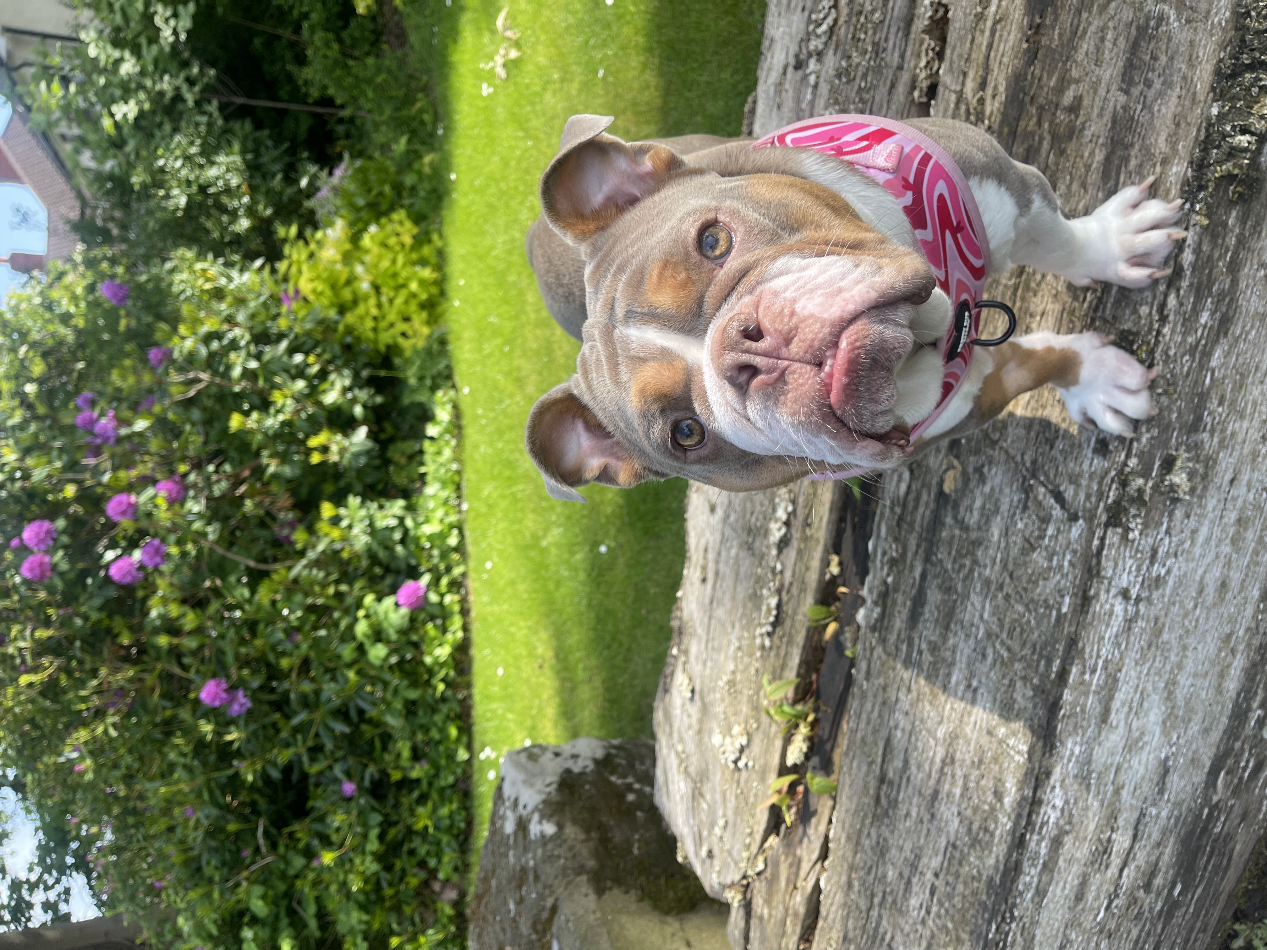 _bonnie.thebulldog