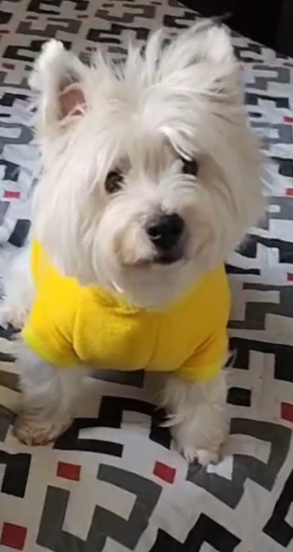 jcpet33