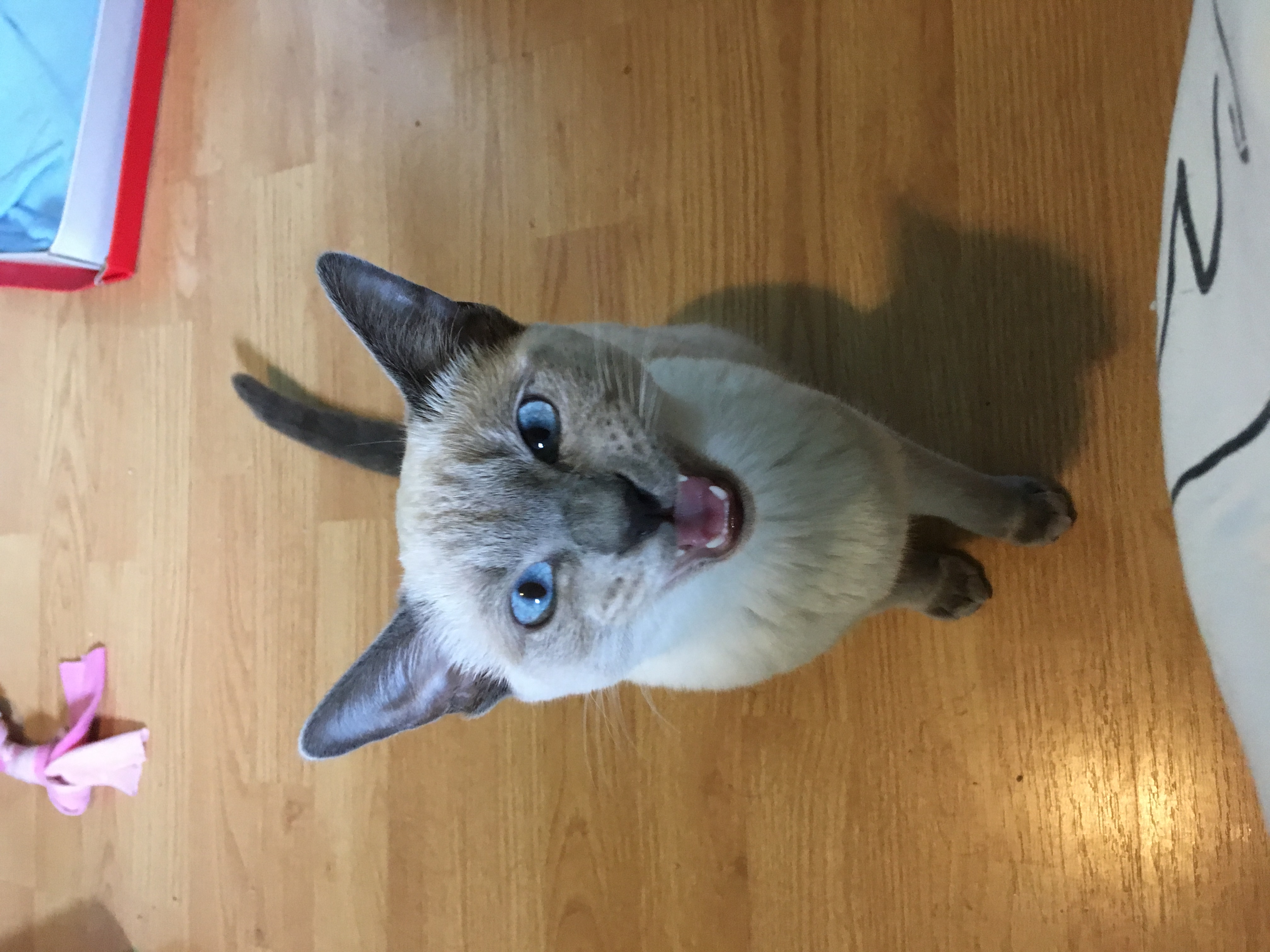lily_siamese