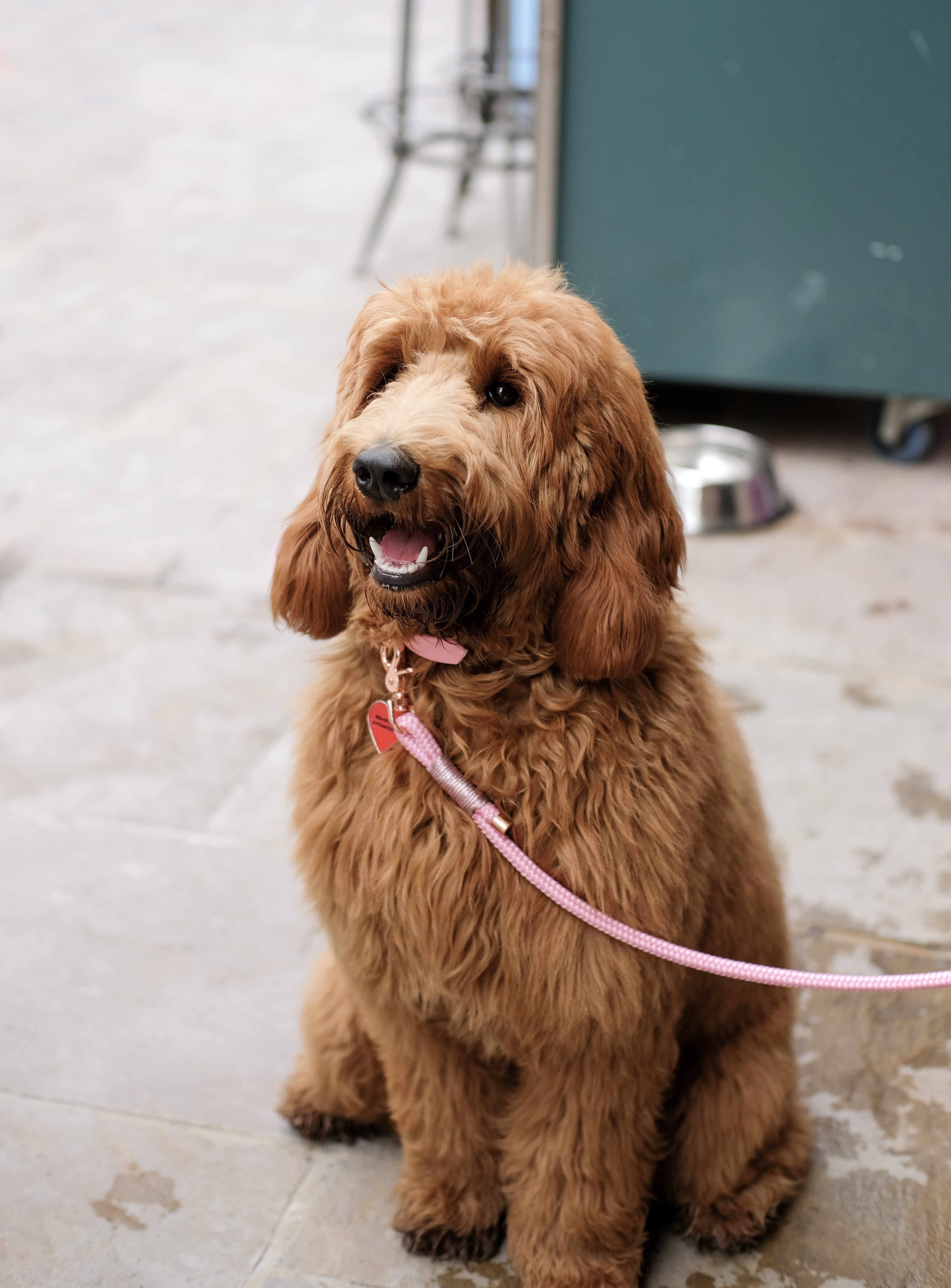 evie.the.doodle.london