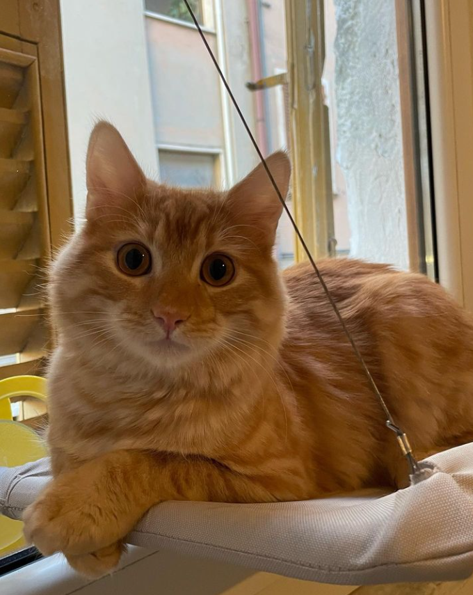 pisco_thecrazycat
