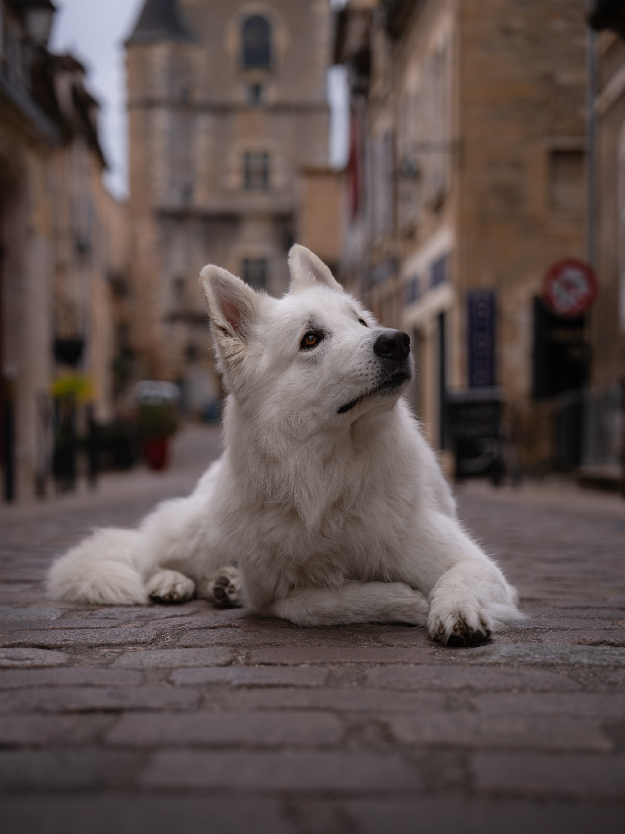 Odinswissshepherd