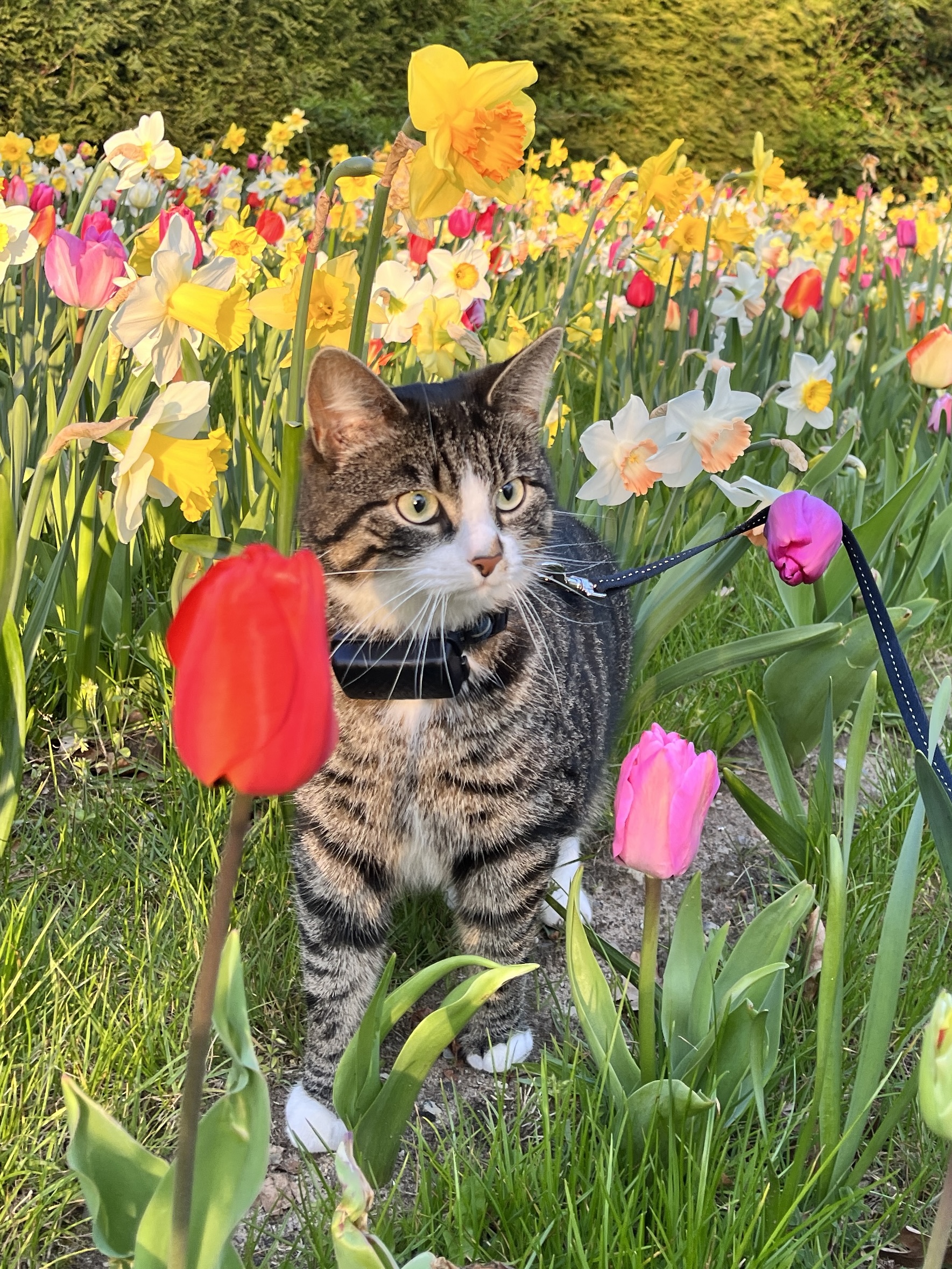 Floortjes.catventures