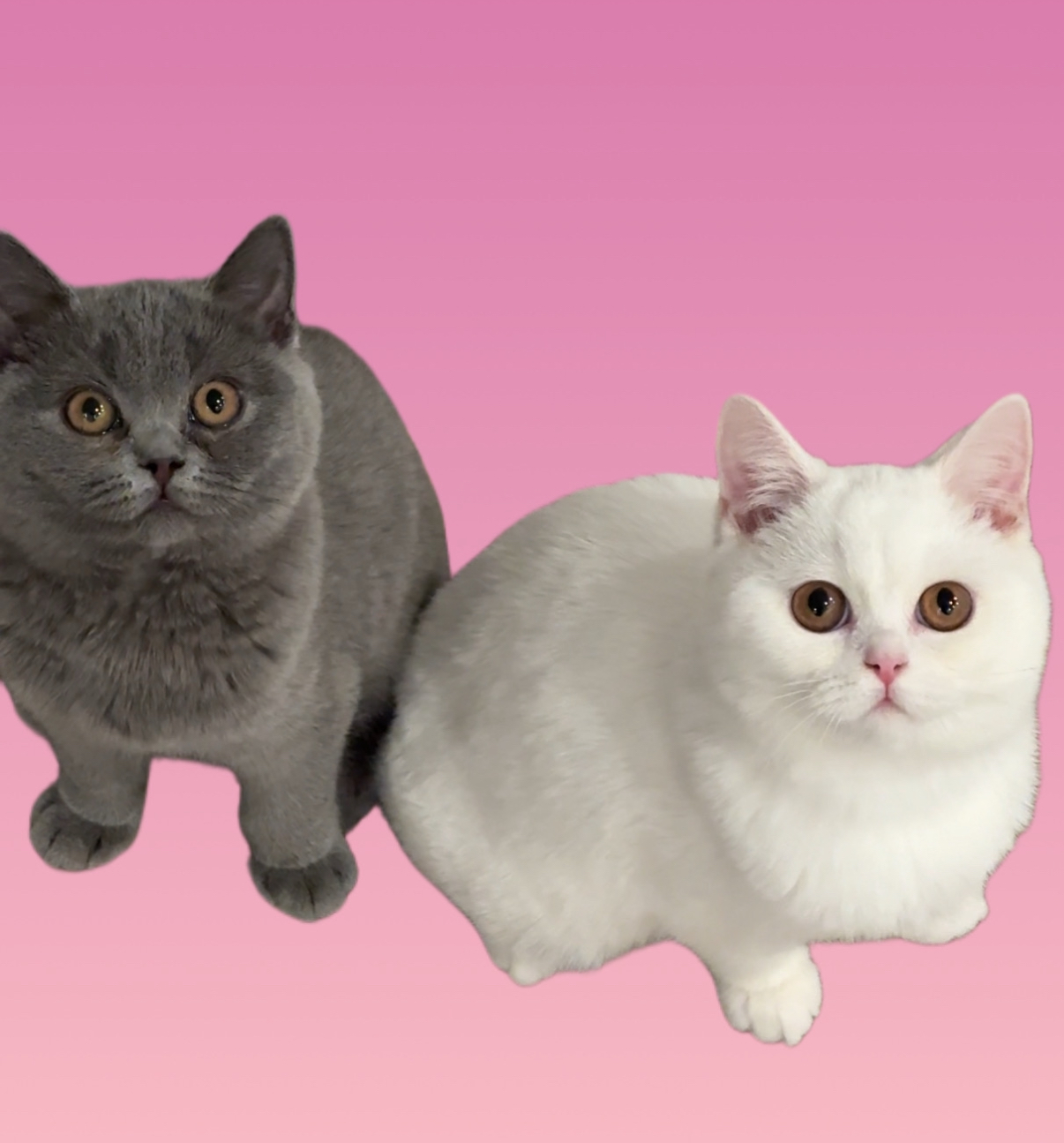 purraricats