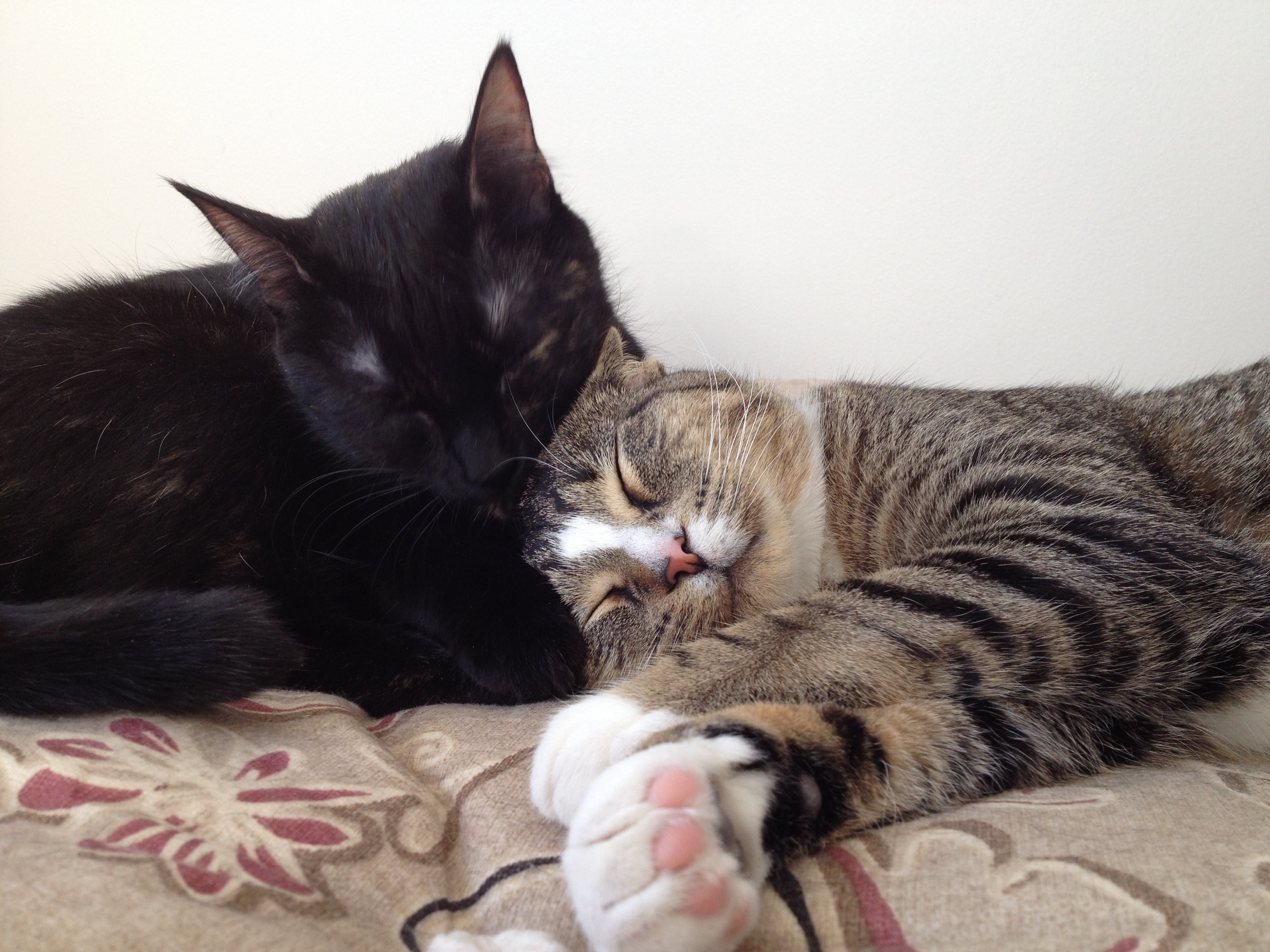 mimo_and_kirry