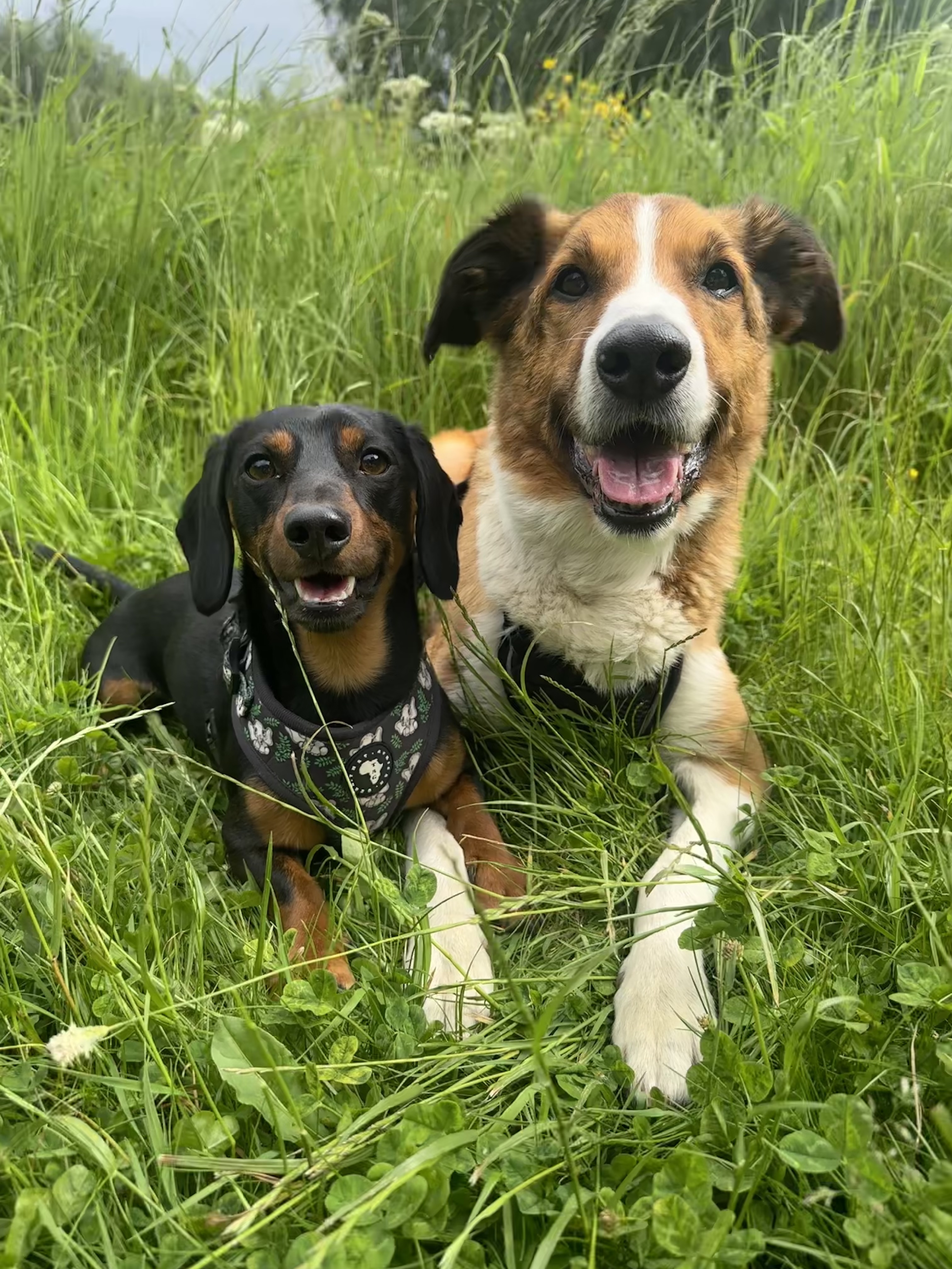 Frank_and_baxter_x